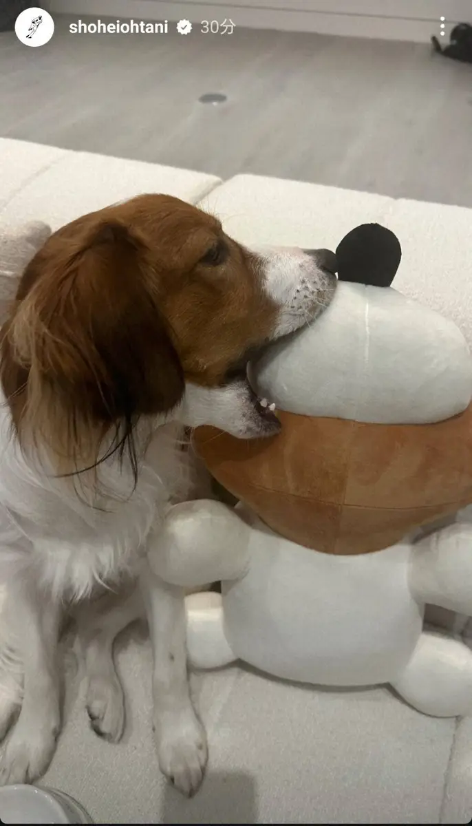 【画像・写真】大谷翔平　インスタにデコピン専用フォルダ新設　ファンも歓喜「デコピン大好き親バカさく裂がたまらん」