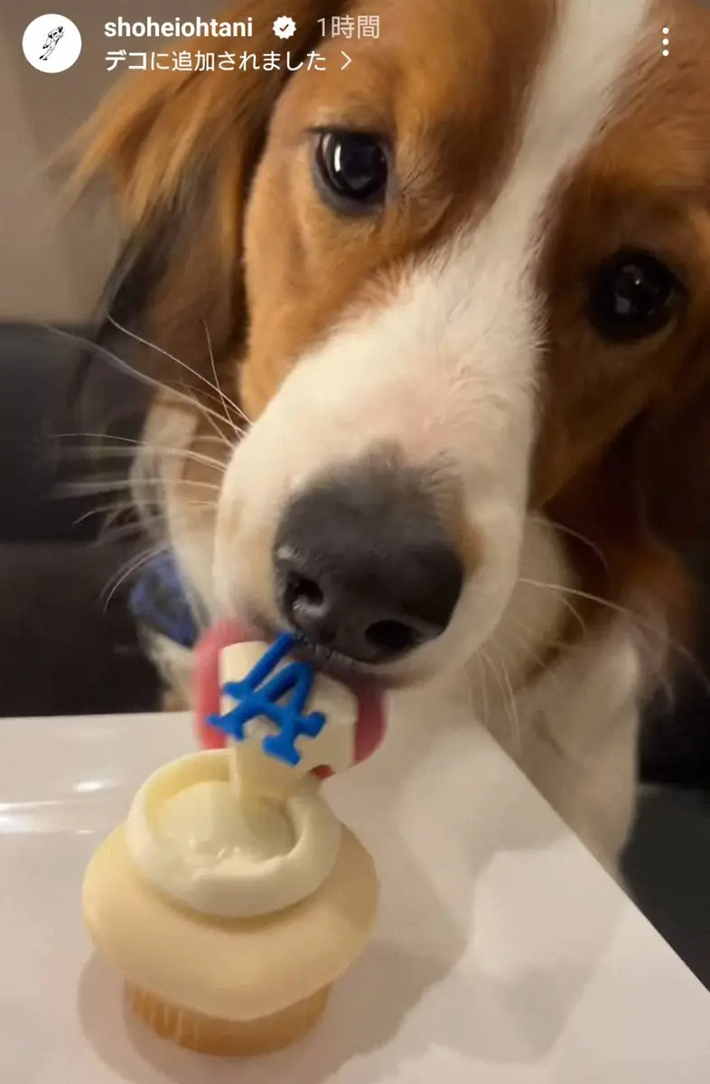 【画像・写真】大谷翔平　球団44年ぶり開幕4連勝後にオフショット公開　デコピンの上品さにファン驚き「がっつかない」