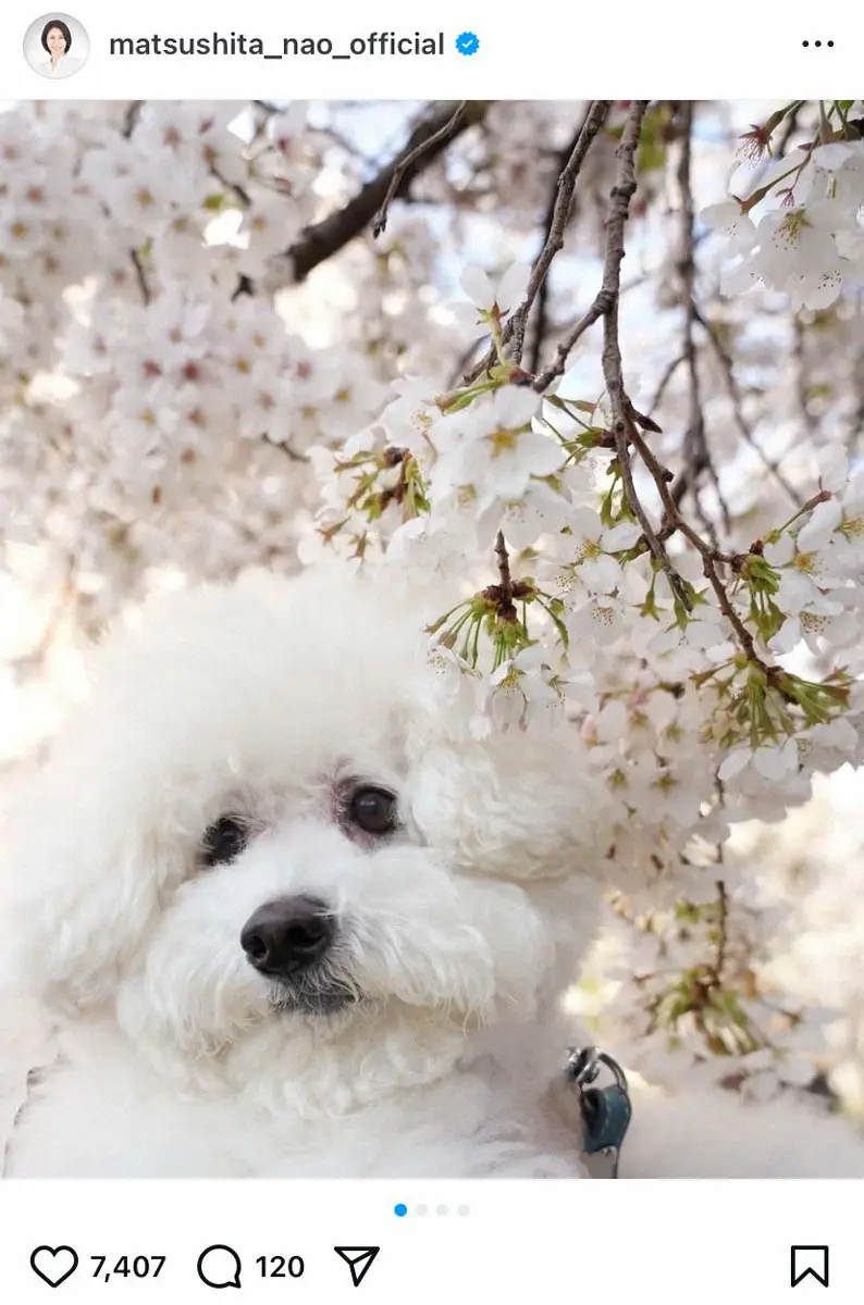 【画像・写真】松下奈緒　モッフモフな愛犬の桜ショット公開、その表情にファンもん絶「激かわ」「癒やされる」「顔最高」