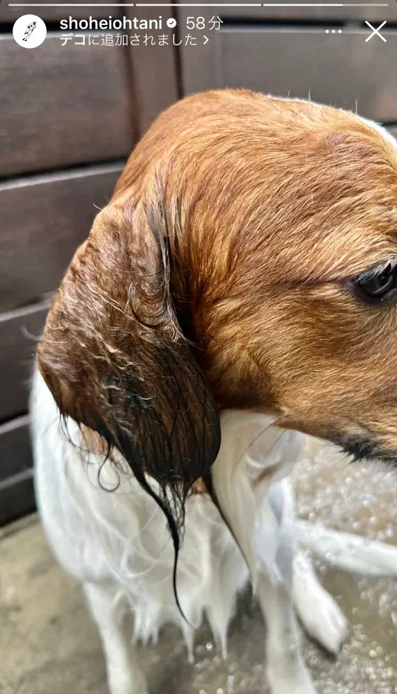 【画像・写真】可愛い！大谷翔平がびしょ濡れデコピン投稿　つかの間のオフにシャワー！？ずぶ濡れ垂れ耳どアップ写真も