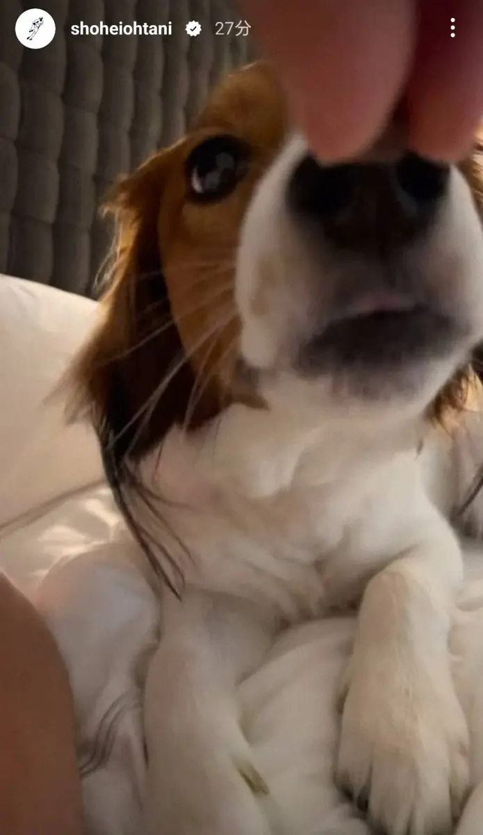 【画像・写真】大谷翔平　そしゃく音立ててご飯ほおばるデコピン公開　ファンもん絶「デコピンASMR」「たまらねぇ」