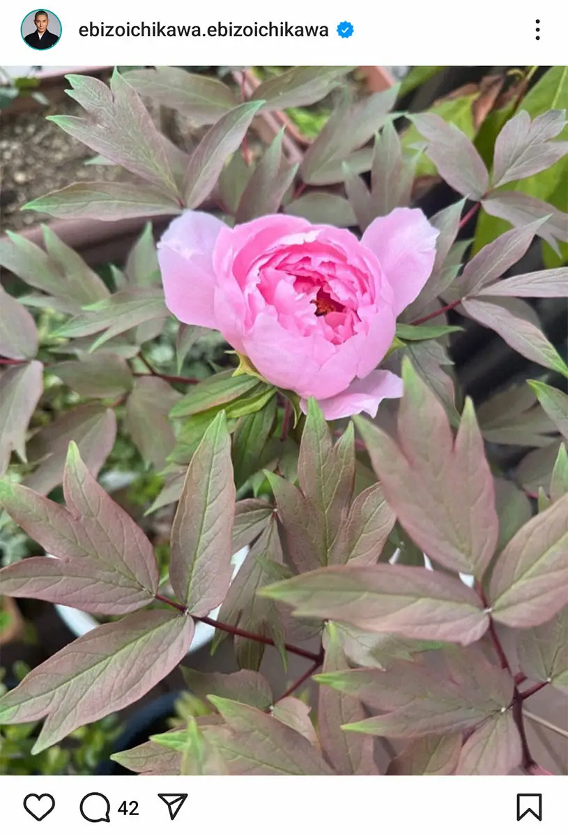 【画像・写真】市川團十郎の公式インスタグラム（＠ebizoichikawa.ebizoichikawa）から