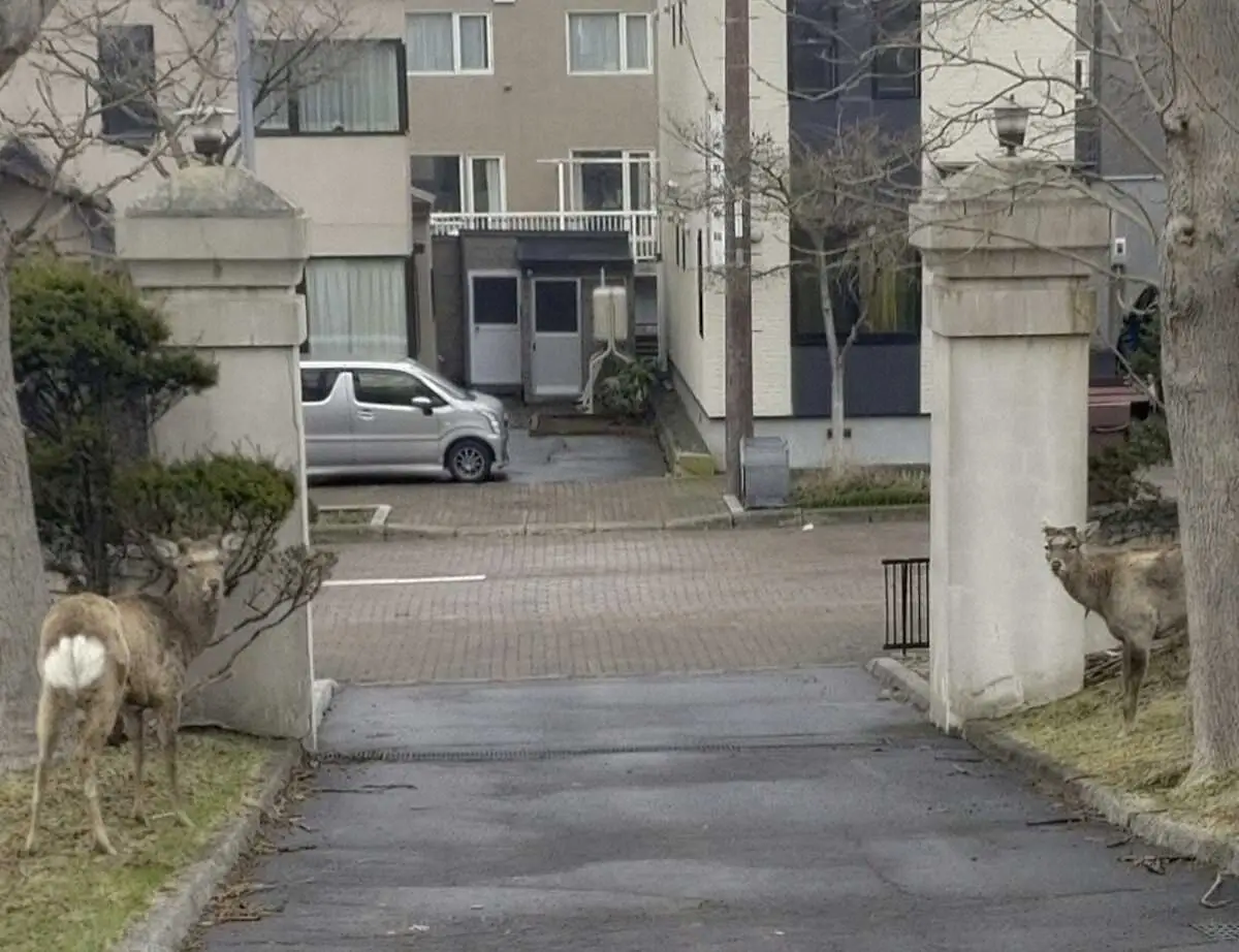 【画像・写真】人は減り、鹿は増える