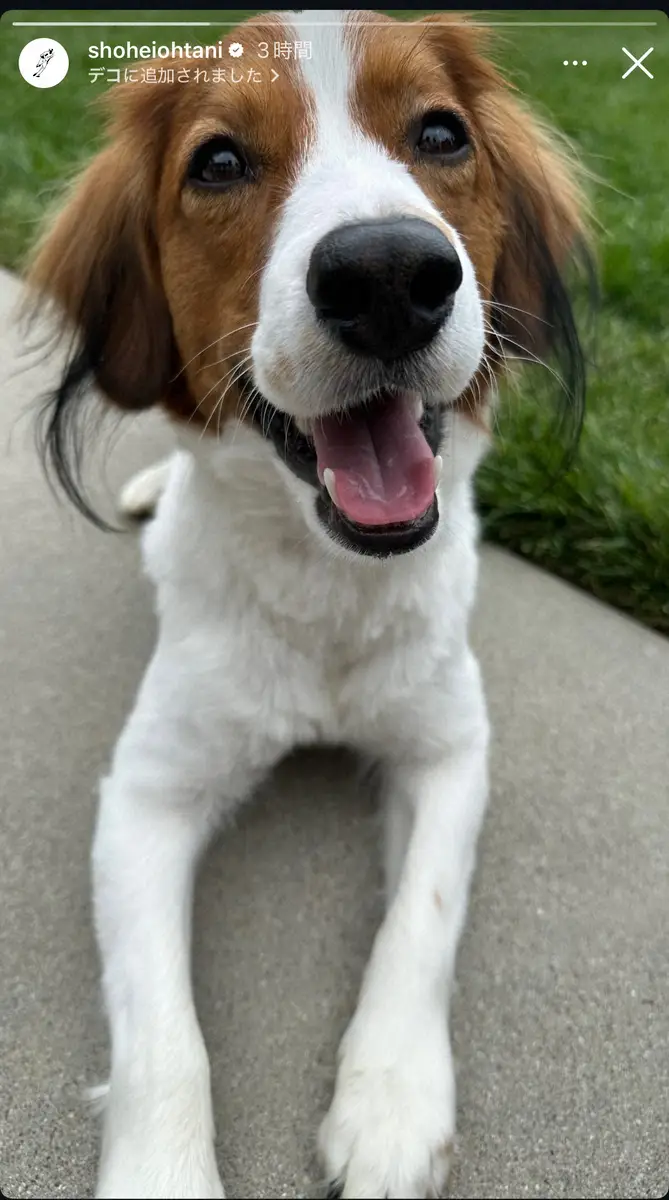 【画像・写真】ドジャース・大谷翔平、デコピンの最新“ドアップ”ショット公開！愛犬とつかの間のオフ満喫