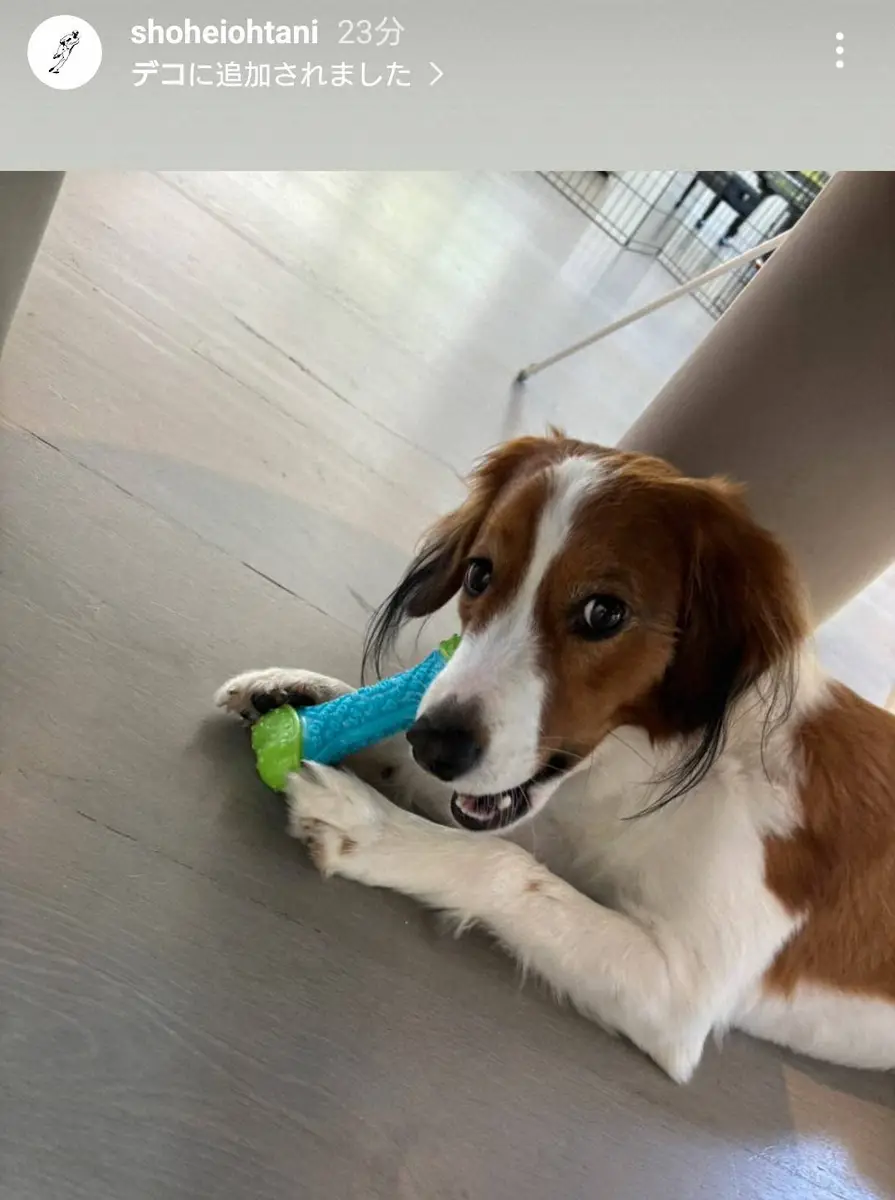 【画像・写真】大谷翔平　2歳誕生日を迎えたデコピンの近影公開　おもちゃくわえてカメラ目線でご満悦