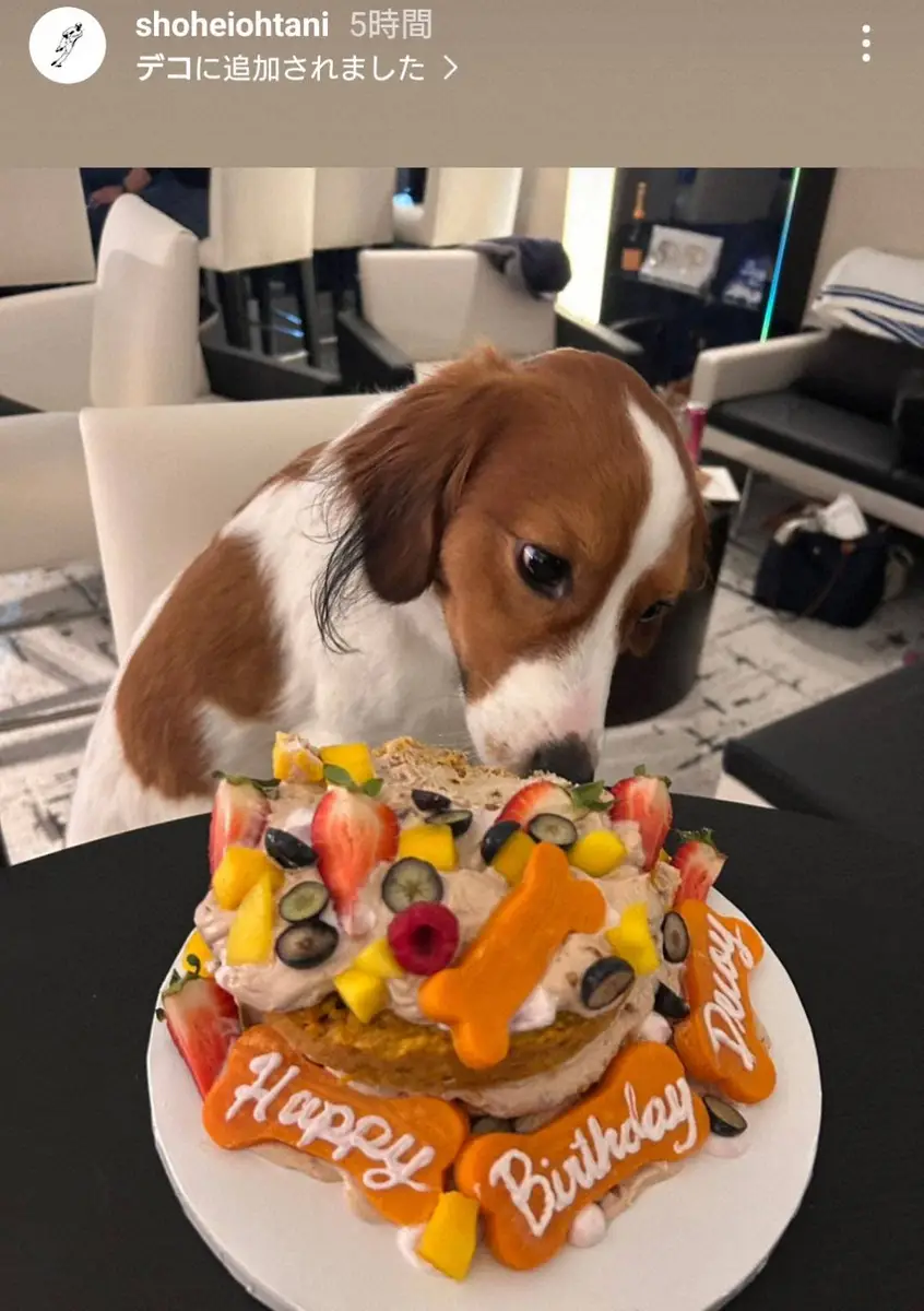 【画像・写真】大谷翔平　デコピン2歳誕生日パーティーの写真公開　ファン「鼻にクリーム付いて可愛い」「ケーキ2個も」