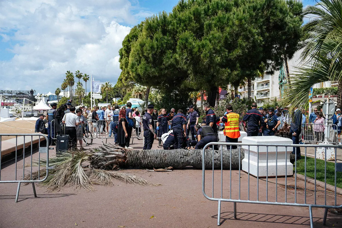 【画像・写真】カンヌ国際映画祭でヤシの木が倒れ「見はらし世代」製作スタッフの日本人男性が重傷