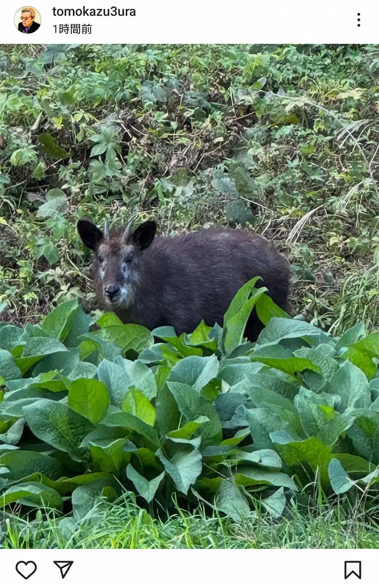 【画像・写真】三浦友和　自身の陶芸小屋に思わぬ珍客「結構とぼけたお顔でございます」