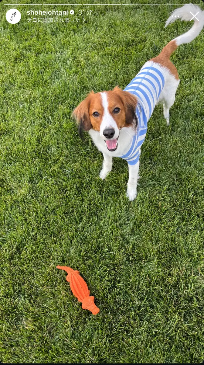 【画像・写真】大谷翔平　デコピンとオフ満喫！青と白のボーダーT着用した愛犬を披露　「休日デコピンきたぁぁ」の声