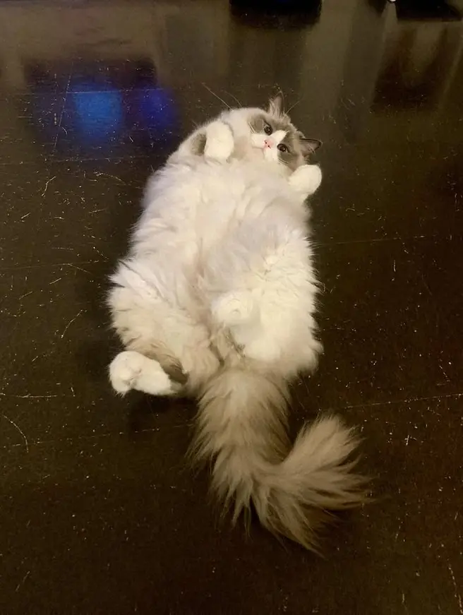 【画像・写真】遠野なぎこさん自宅から遺体…愛猫「愁くん」はどこへ？友人作家「所在を探しております」