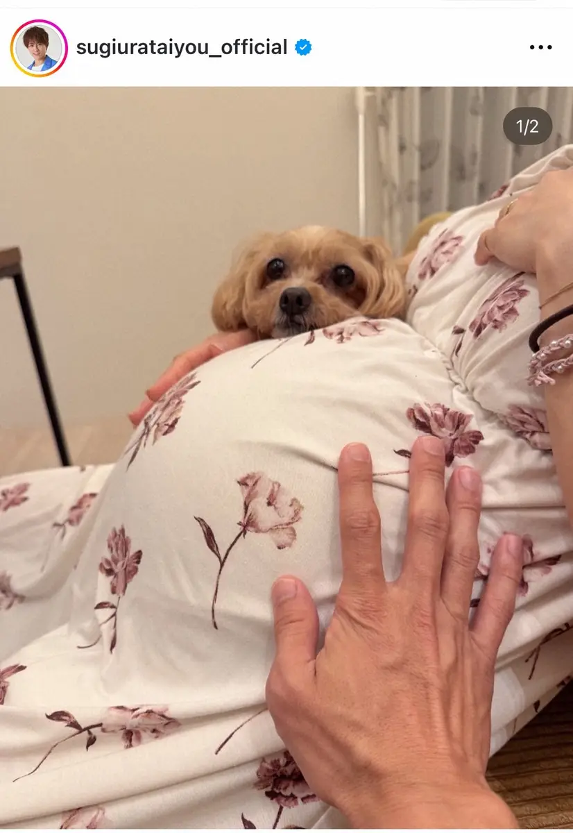 【画像・写真】杉浦太陽「もうすぐあえるね」　第5子誕生を前に愛犬も「楽しみ」な幸せショット公開　“いいね”殺到