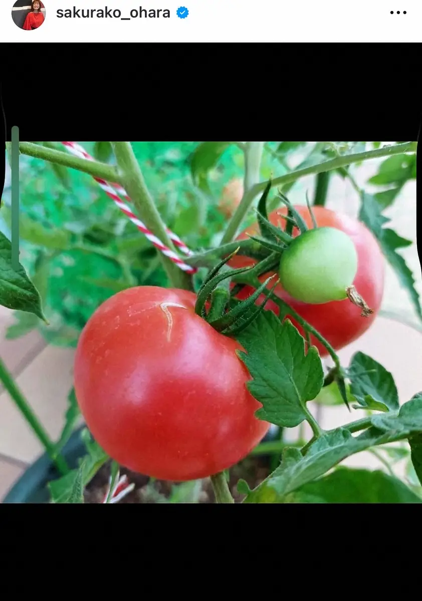 【画像・写真】大原櫻子　自宅で育てたトマトを収穫　きっかけはモスバーガーの種!?  ファン「立派！」「良い色」