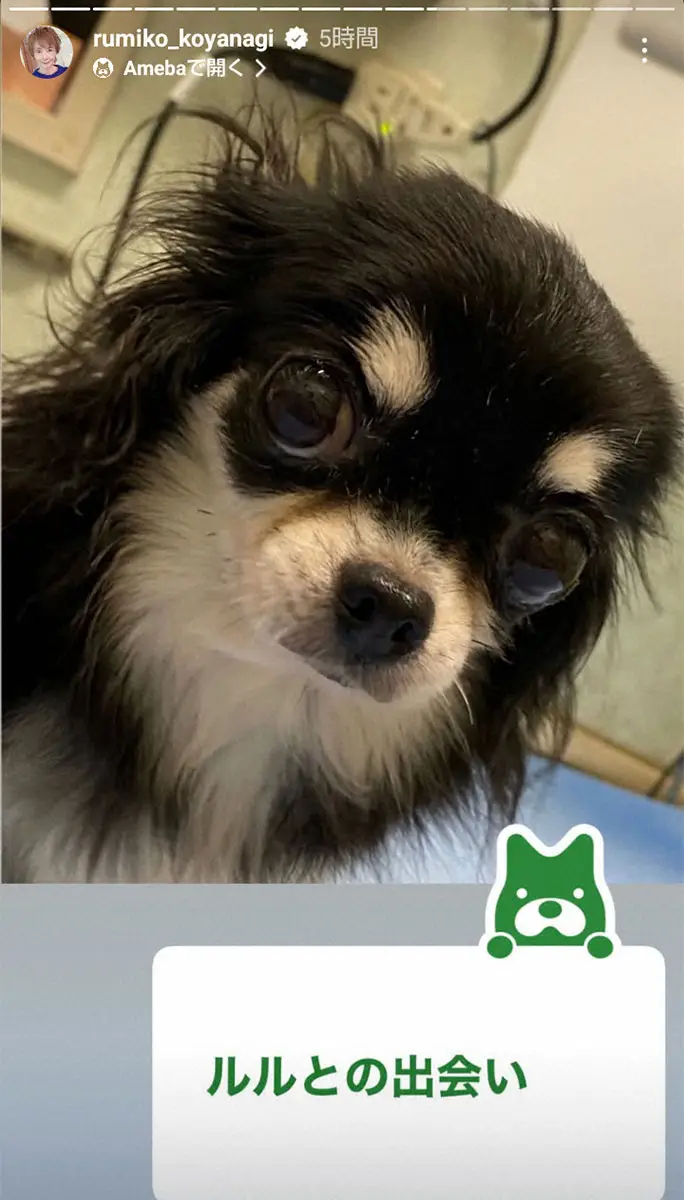 【画像・写真】小柳ルミ子　愛犬ルルとの突然の別れにショック「自分をせめて後悔ばかりです」
