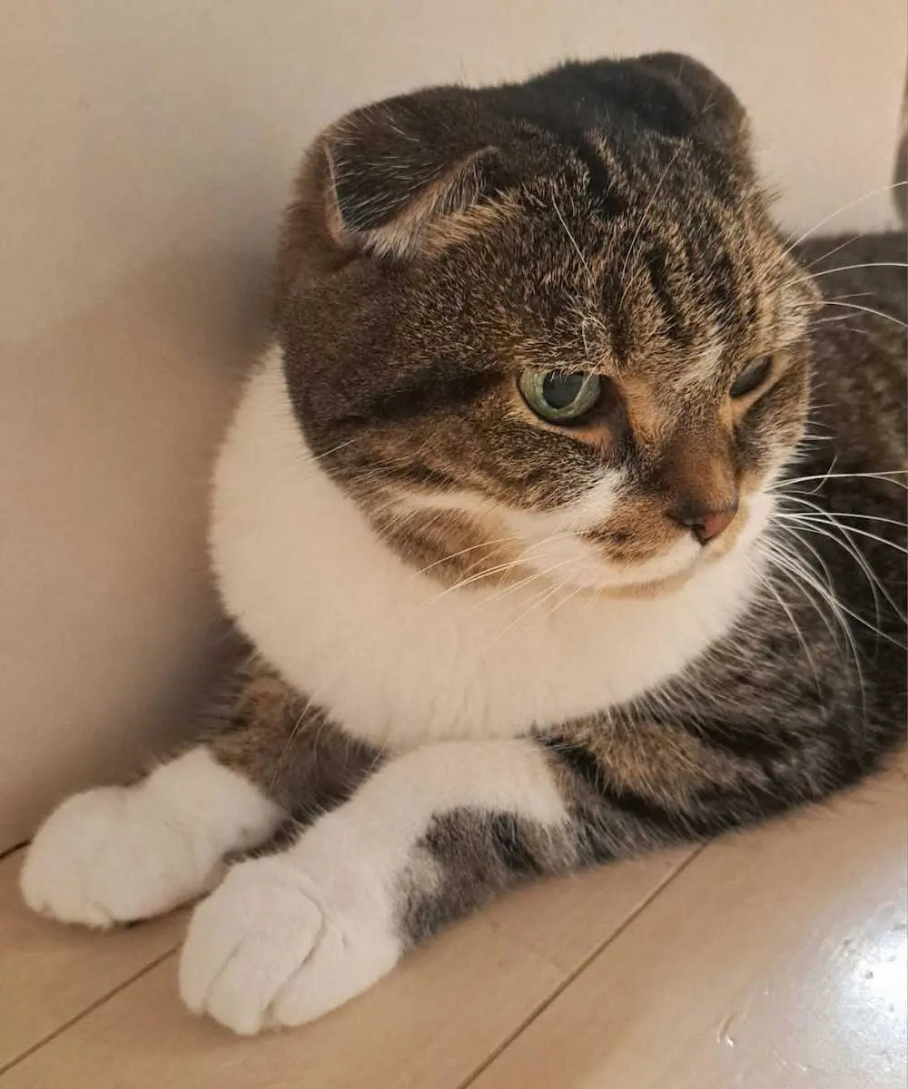 【画像・写真】「おもてなしキャット」の銀次郎くん。一人の時はストレスフリーで過ごしてほしい