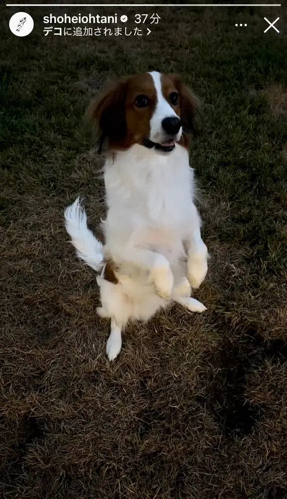 【画像・写真】「新技披露してる」大谷翔平が愛犬デコピン“2足歩行”お茶目な姿を紹介「立った～」「デコピーンに進化」
