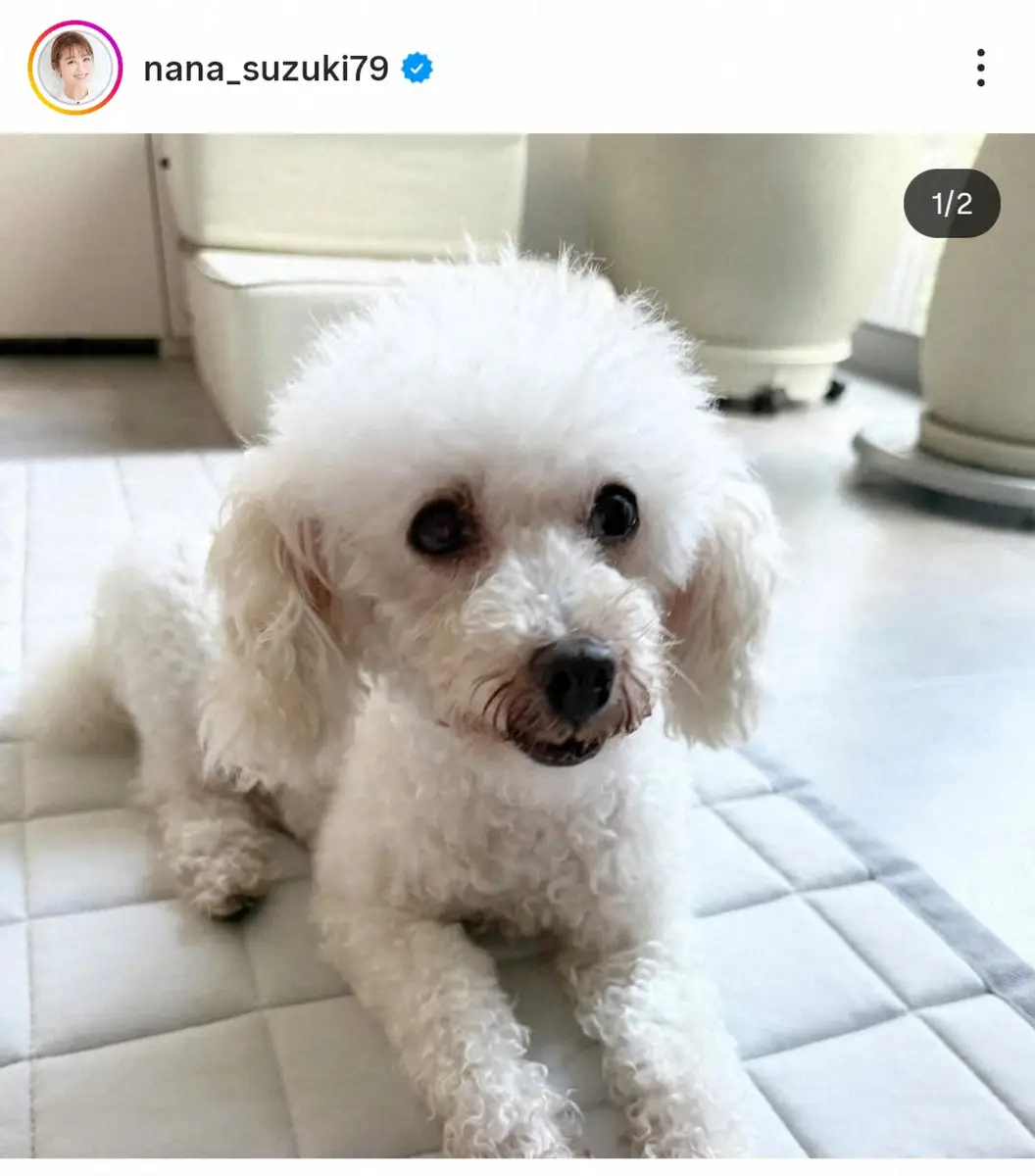 【画像・写真】鈴木奈々　「新しい家族が増えました」新たに保護犬の迎え入れ報告「保護猫合わせて5匹に」