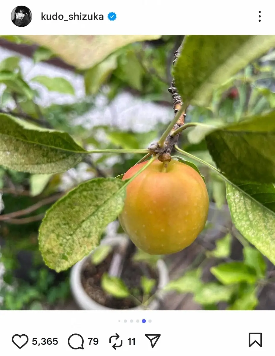 【画像・写真】工藤静香　全身グレーの“ラフコーデ”披露にファン絶賛「今日のコーデ大好き」　自身が育てた果物も披露