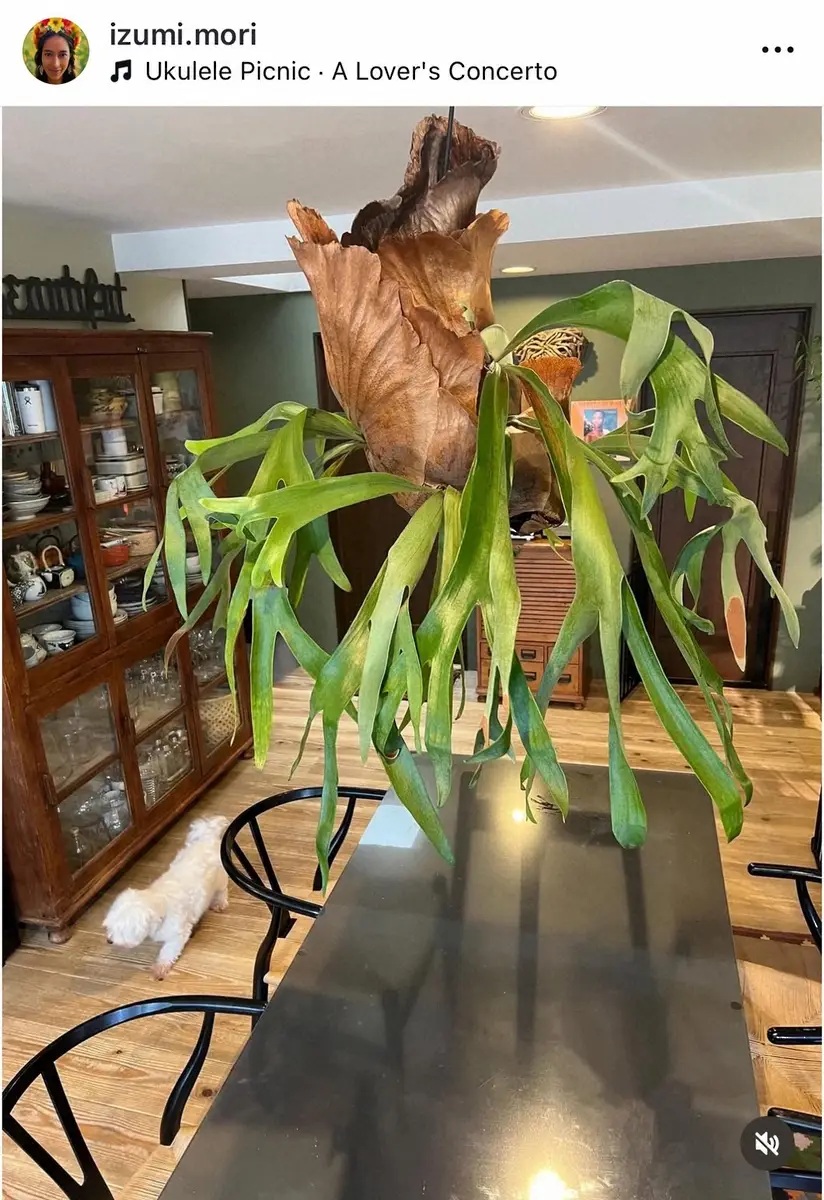 【画像・写真】森泉　観葉植物が巨大化！　ダイニングを占領する成長ぶりにフォロワー衝撃「シャンデリアみたいに…」