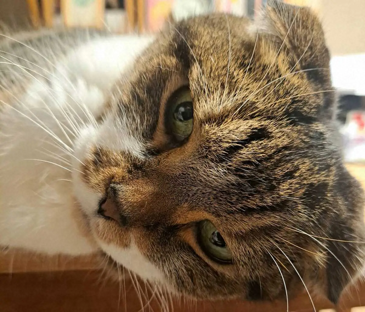 【画像・写真】ワタシ周辺で超話題な「黒柳徹子の部屋」の神回。藤井風さん恐るべし