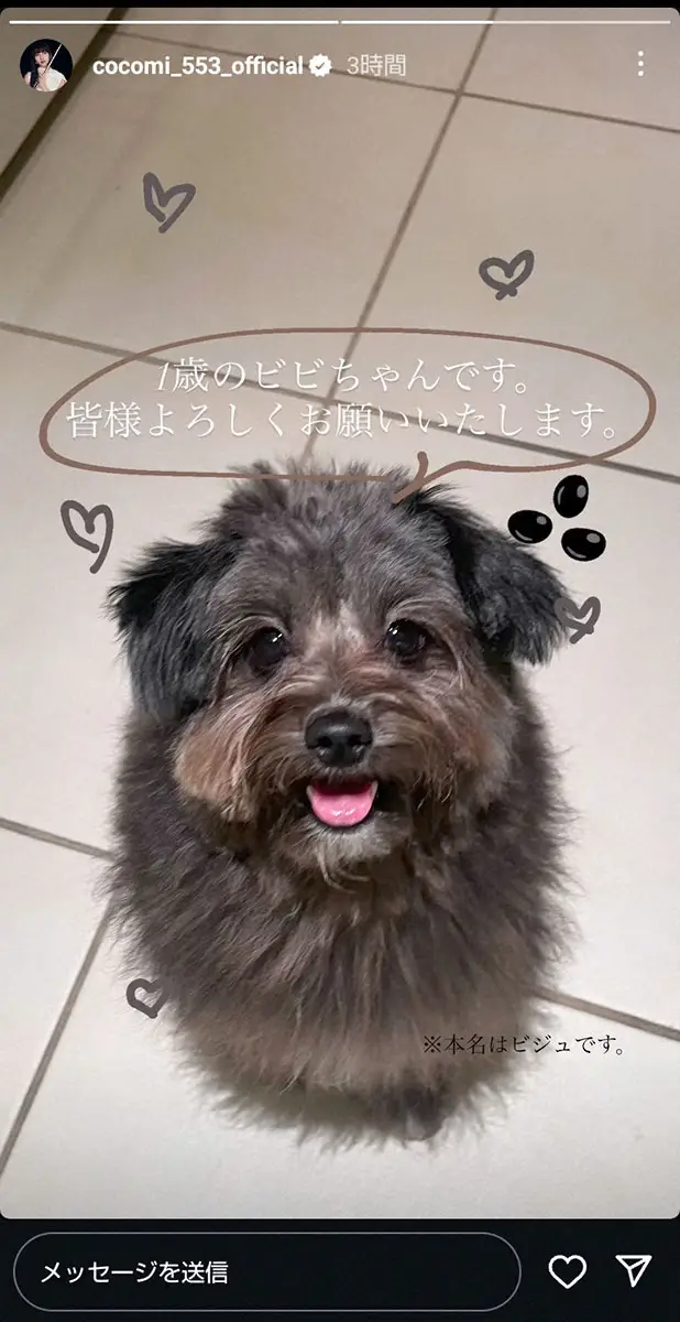 【画像・写真】Cocomi「木村家の新入り」愛らしい1歳ワンちゃんを紹介　「ビビちゃん」だけど本名は…