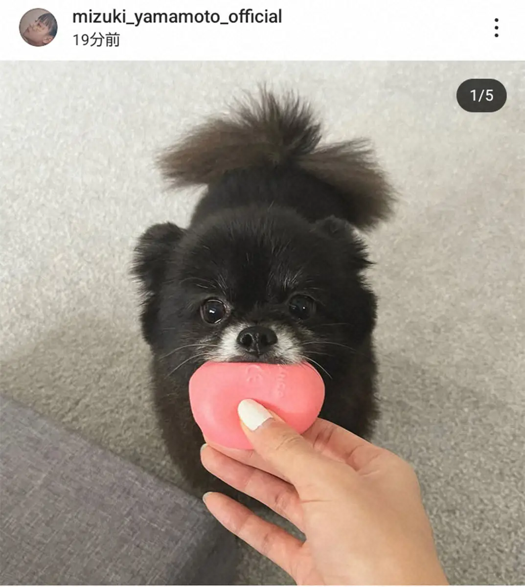 【画像・写真】山本美月　12年間ともに暮らした愛犬との悲しい別れを報告「かけがえのない存在でした」