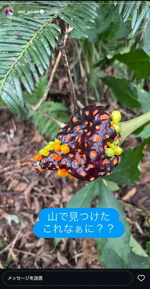 【画像・写真】大貫亜美「ウシジマくん感ある」山で“激ヤバ植物”に遭遇し恐怖　注意事項を添え「よく読んでくれ」