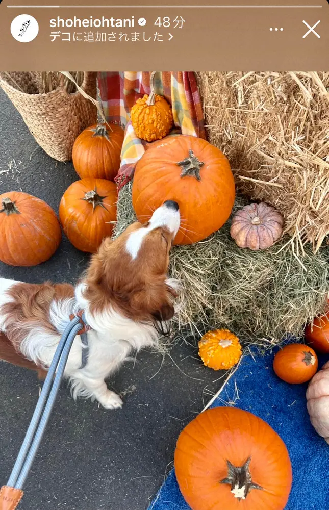 【画像・写真】カボチャをクンクン！大谷翔平がハロウィーン満喫の愛犬デコピンを公開　ドジャース25日からWS