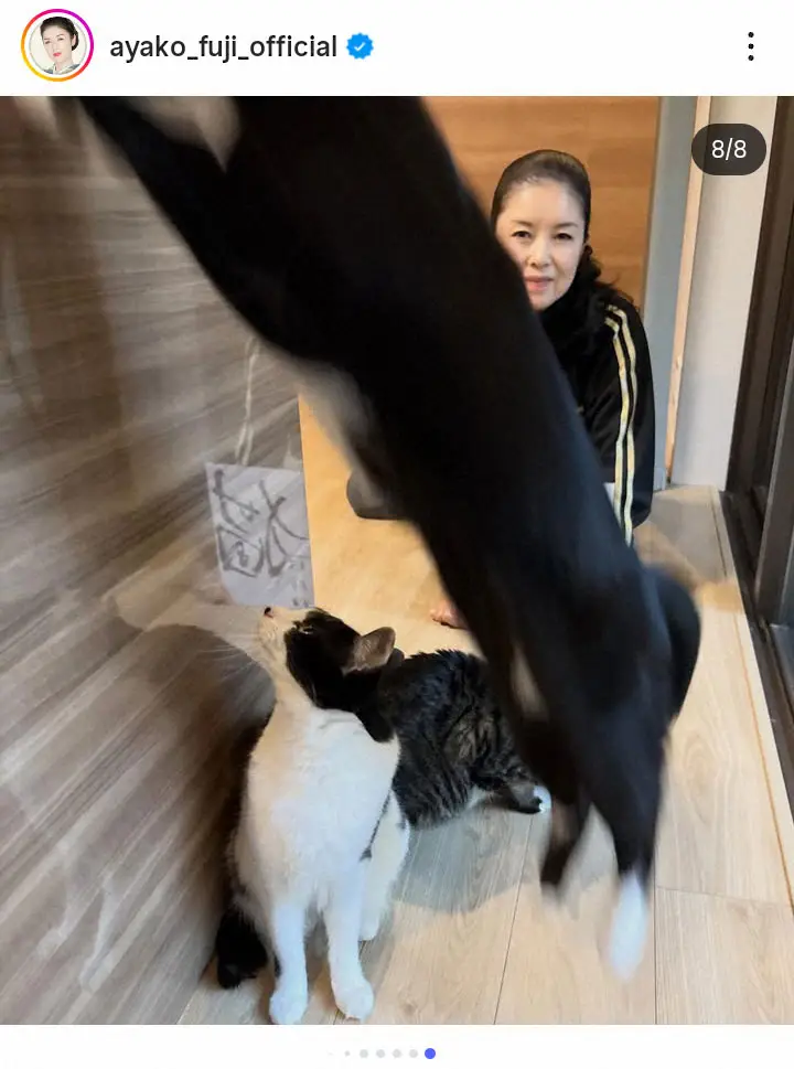 【画像・写真】藤あや子　今年の漢字はやっぱり…「合体したらパンダになります」　愛猫3匹とほっこりショット公開