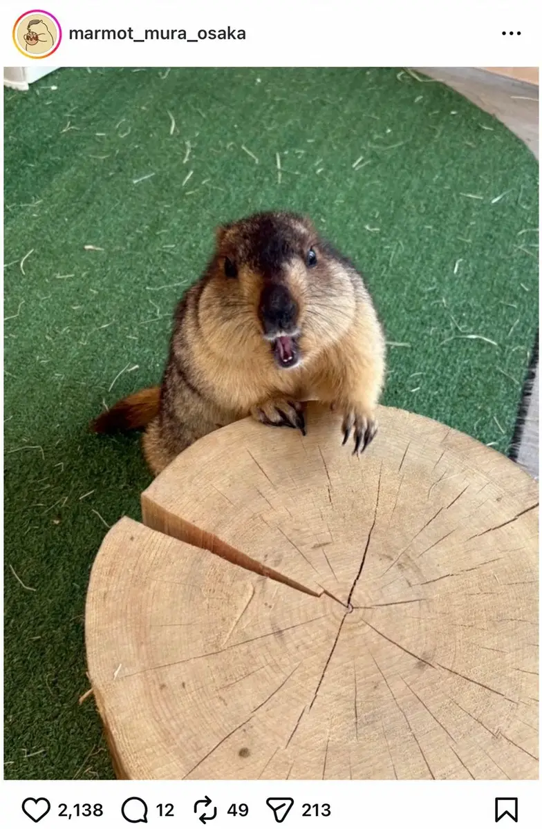 【画像・写真】マーモット専門カフェが注意喚起　利用客が無断でチョコレート菓子与える「命に関わる危険な食べ物です」