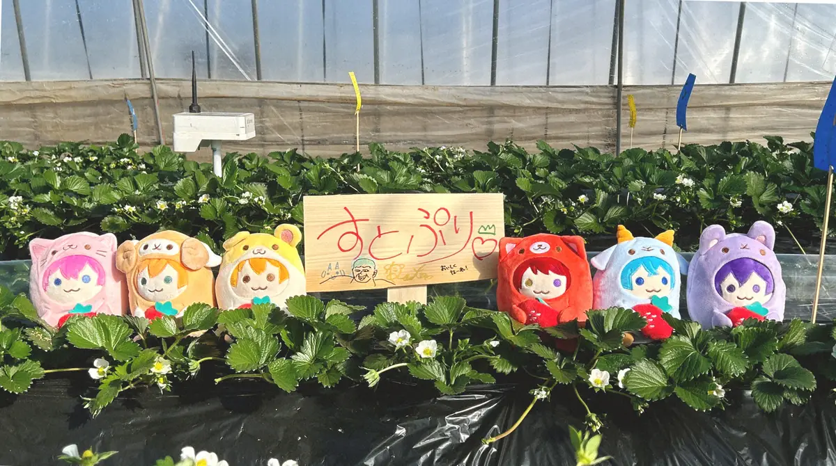 【画像・写真】すとぷりオリジナルブランドいちご栽培に成功、いちごの王子様がいちご販売の夢かなえる