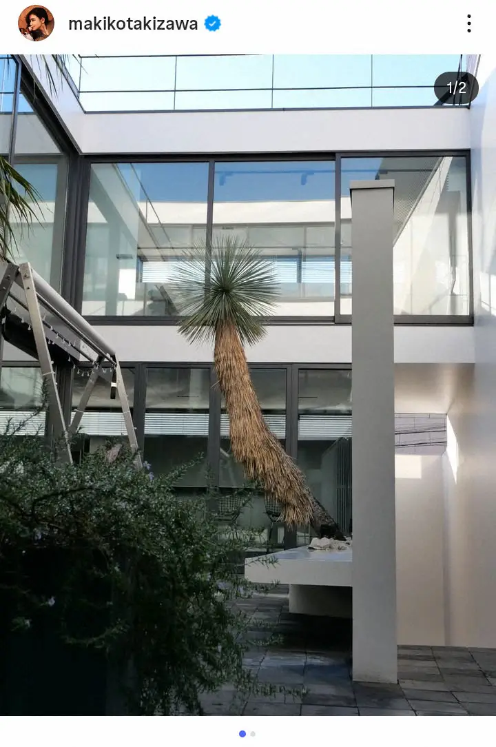 【画像・写真】滝沢眞規子「大丈夫か」　自宅中庭の木の成長ぶりに反響「豪邸で…羨ましい」「こんな立派なのすごい」