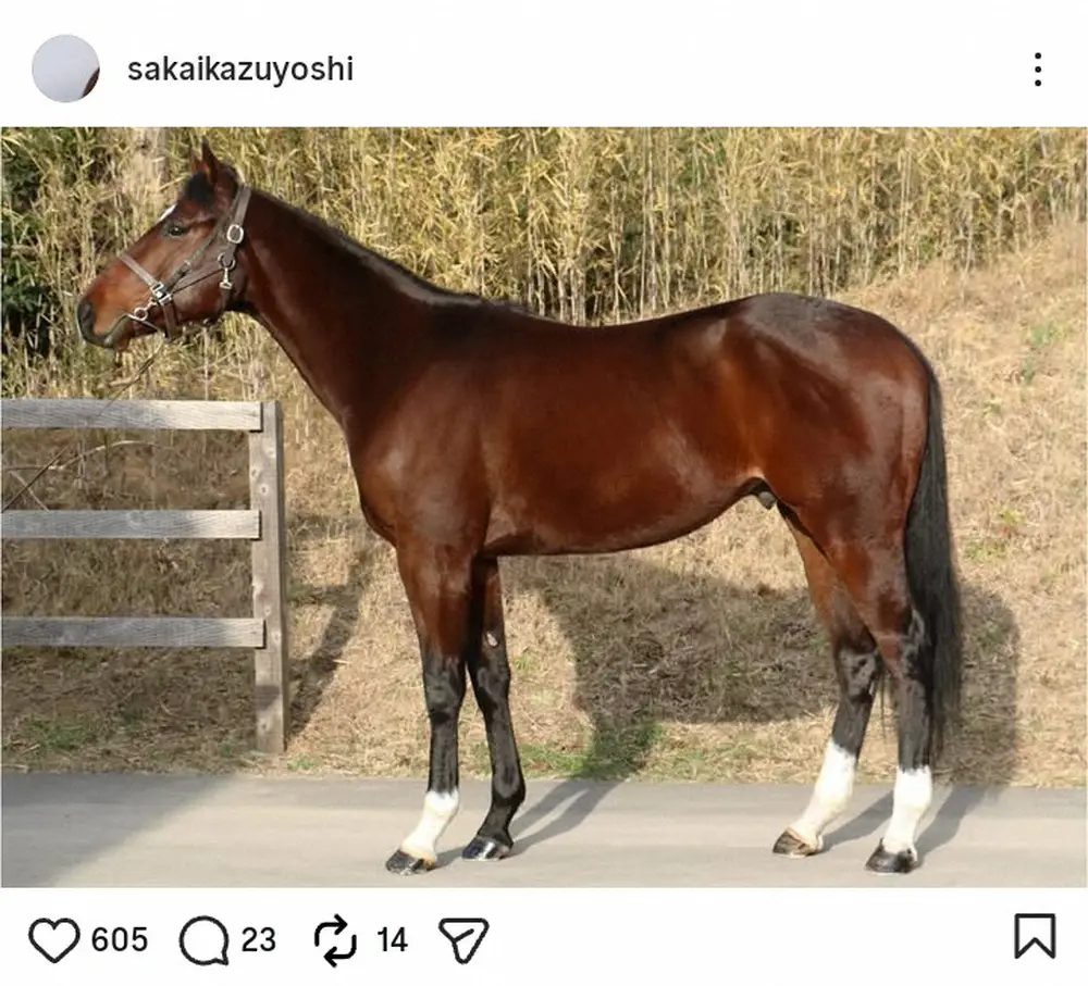 【画像・写真】純烈・酒井一圭　共同出資した愛馬“サカイワンパクオー”の現状明かす　“朗報”に「祈るのみです」