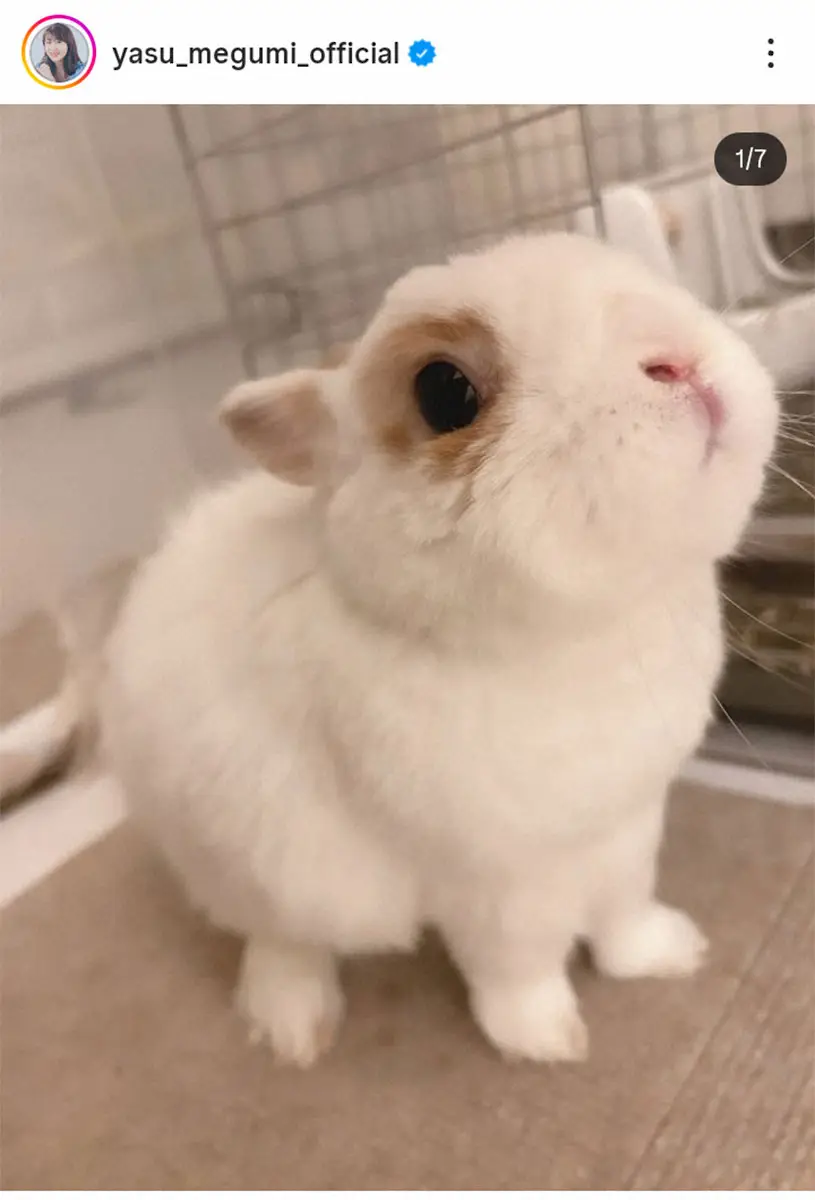 【画像・写真】安めぐみ　うさぎの「しろくんがお空へ旅立ちました」と報告　6歳「我が家をたくさん癒してくれた」