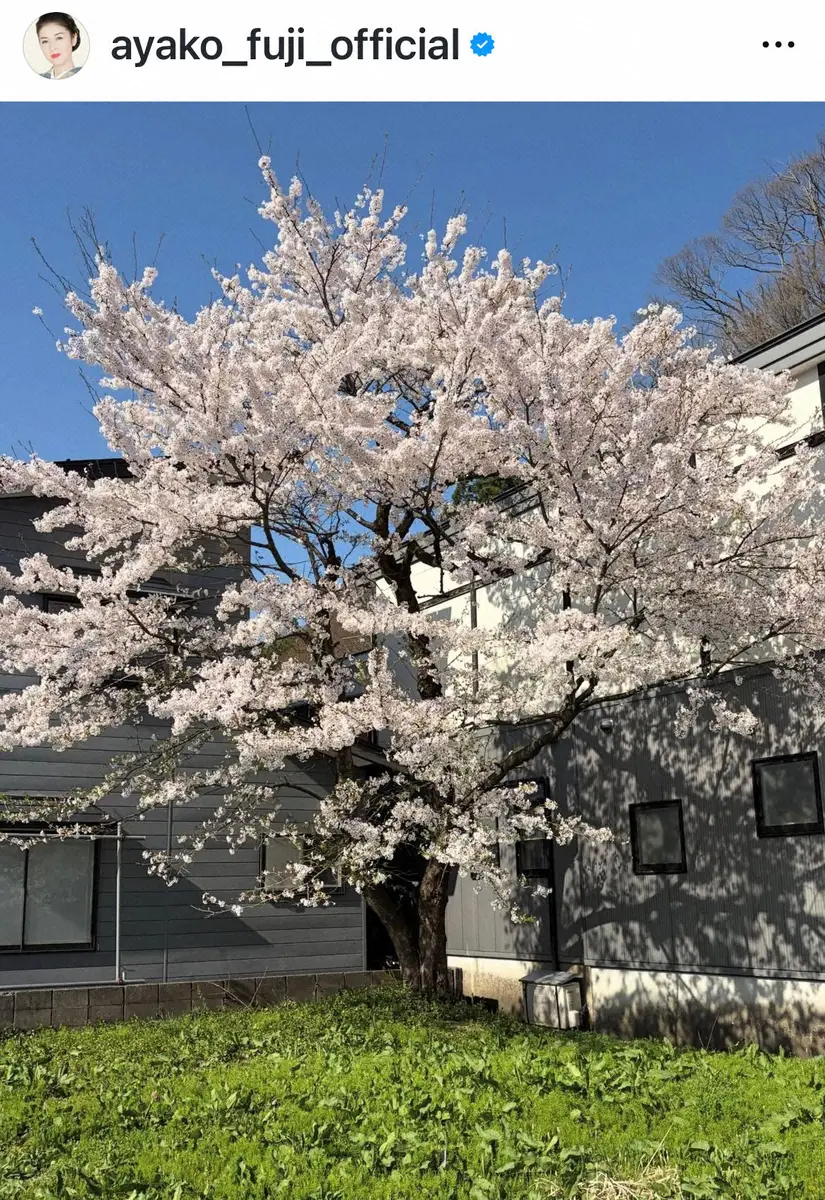 【画像・写真】藤あや子　父命日に桜満開の故郷・秋田へ　実家の庭の大きな一本桜「38年前に娘が小学校入学のお祝いで」