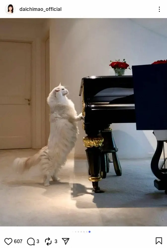 【画像・写真】大地真央「めでたく5さいに」愛猫のゴージャスな近影にファン「こんなに大きいなんて」「可愛すぎ」