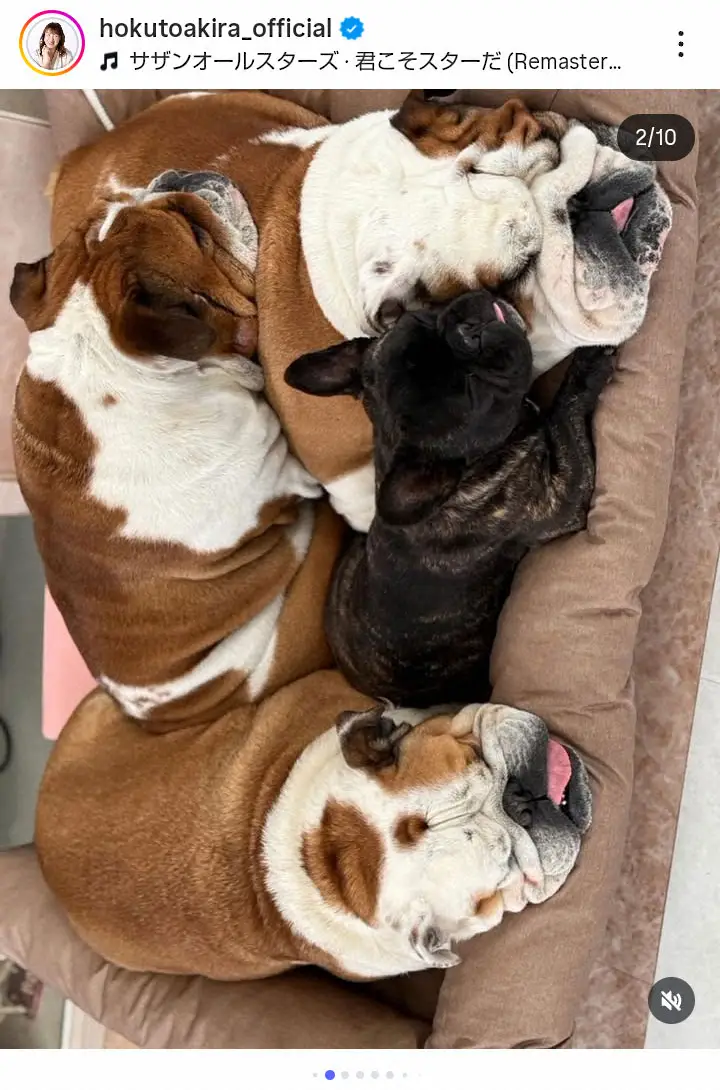 【画像・写真】北斗晶　長男一家の愛犬紹介に「可愛い」と反響！「ちょっと花ちゃんに顔が似てて…長く側にいてね」