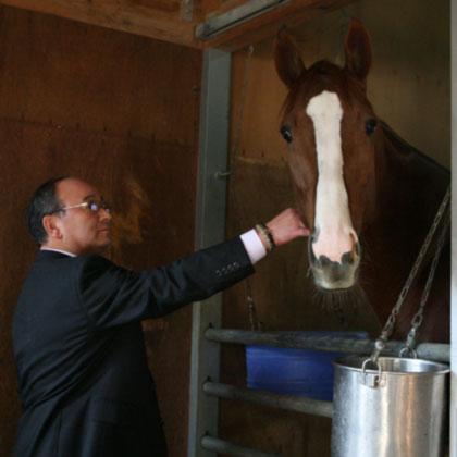＜ＪＣ＞東京競馬場の馬房でくつろぐディープスカイを見る昆貢調教師