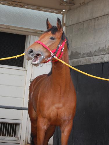 １１日の札幌競馬新馬戦でデビューするハンナリト。タレントの安田美沙子が命名
