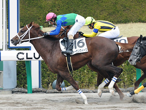 ＜２０日阪神６Ｒ＞新馬戦で勝利を飾ったトーセンウィーク（左）