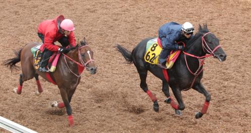 ＜第５７回オールカマー追い切り＞田中勝を背にしたシャドウゲイト（右）はルイーザシアター（左）と併せ馬を行った