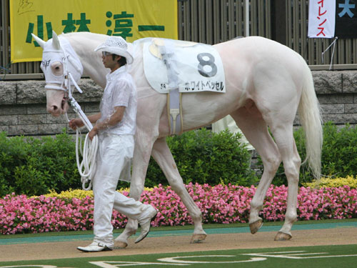 白毛の牝馬・マシュマロの全兄に中央で３勝を挙げたホワイトベッセル