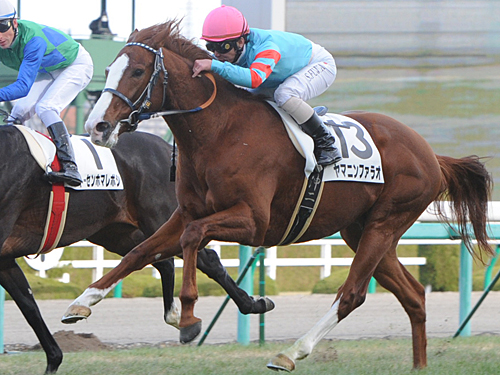 昨年１２月の新馬戦では、１番人気のトーセンホマレボシ（左）との追い比べを制してデビュー戦を白星で飾ったヤマニンファラオ