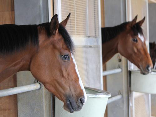 ＜ヴィクトリアＭ＞馬房から顔を出すドナウブルー（左）と妹ジェンティルドンナ