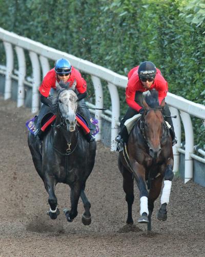 坂路で併せ馬をする安田隆厩舎のカレンチャン（左）とロードカナロア