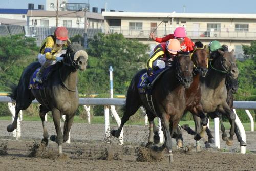 日本テレビ盃を快勝した良血馬ソリタリーキング（左から２頭目）
