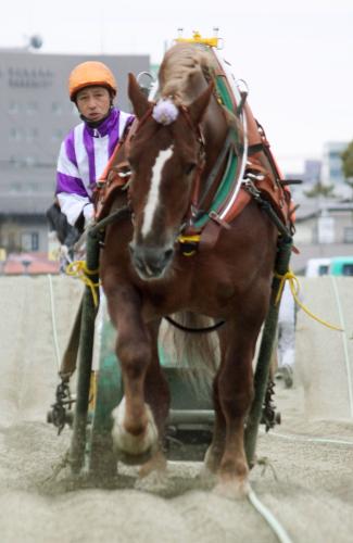 北海道帯広市の「ばんえい競馬」で引退レースを走る史上最高齢の現役馬「ゴールデンバージ」