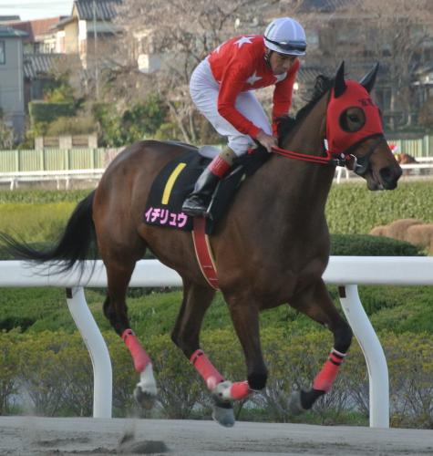 地元川崎で２冠目を狙う桜花賞馬イチリュウ