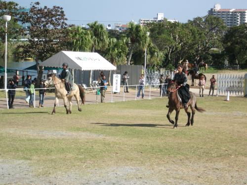 約４００年、沖縄で受け継がれてきた琉球競馬の風景