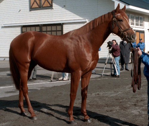「奇跡の馬」と呼ばれたラムタラ。０６年に英国に買い戻され余生を送っていた
