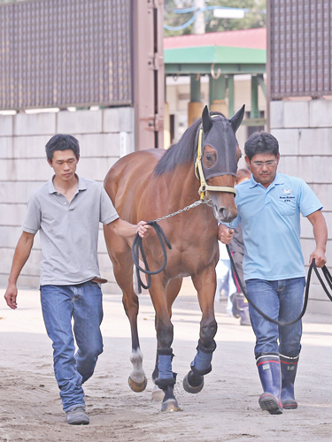 検疫終え札幌競馬場に入厩したハープスター。引き締まった馬体を披露